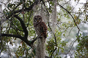 Barred Owl